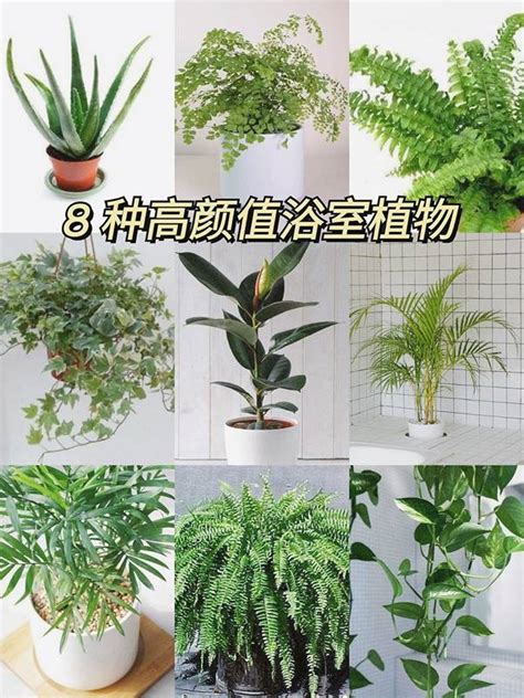 耐陰植物喬木|10種室內大型植物推薦！耐陰好養、風水招財，沒陽光。